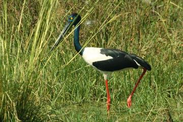Private Day Trip: Bharatpur and Keoladev Ghana Bird Sanctuary from Agra