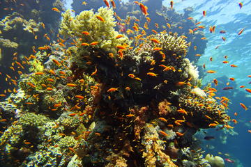 1 Day Snorkeling in Straits of Tiran