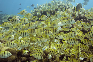 Snorkel Tour to Pelican Rock by Glass-Bottom Boat with Souvenir Photos
