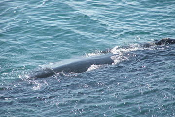 Full-Day Private Whale Watching, Penguin Viewing and Wine Tasting Panoramic Tour from Stellenbosch, Franschhoek or Paarl