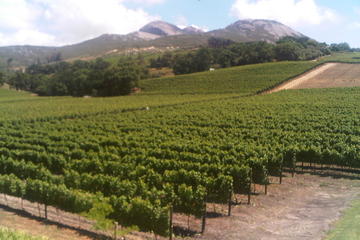 Private Cape Winelands Guided Day Tour from Stellenbosch, Franschhoek or Paarl