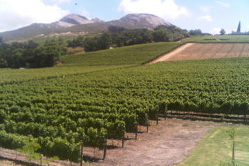 Private Tour: The Cape Winelands, Stellenbosch and Franschhoek from Cape Town