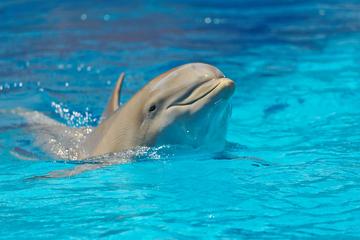 Dolphinarium Visit from Side