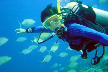 Scuba Diving for Beginners with Lunch