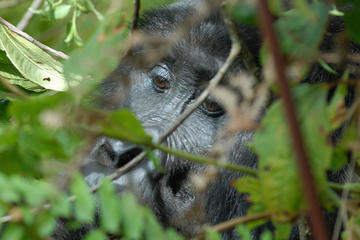 4 Days Fly - in Gorilla Safari