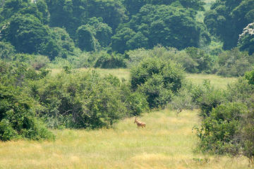 4 Days Murchison Falls Safaris