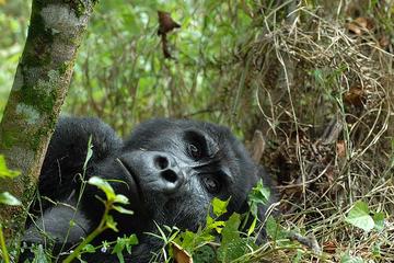 6 days Gorilla Adventure