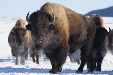 Private Best of Jackson Hole Winter Wildlife Safari