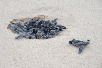 Turtle Watch