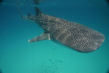 Whale Shark Encounter Full-Day Tour from Riviera Maya