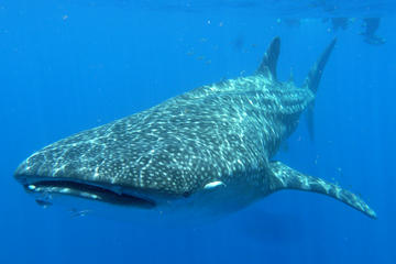 Whale Shark Encounter Private Tour