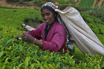 Kandy Nuwaraeliya 02 Days Tour From Colombo or Negombo
