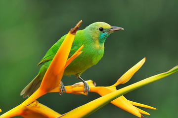Private Day Trip to Yala National Park from Colombo