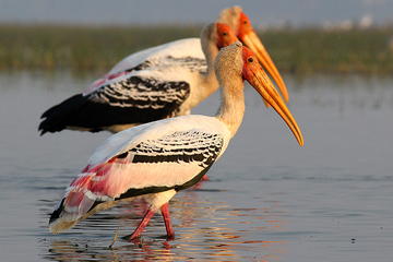 Chreav Bird Sanctuary Tour from Siem Reap