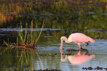 Prek Toal Bird Sanctuary Day Trip from Siem Reap