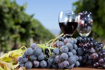 Douro Valley Wine Tour Full-day from Braga