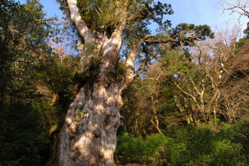 Full Day Jomon Sugi Trekking Tour in Yakushima island