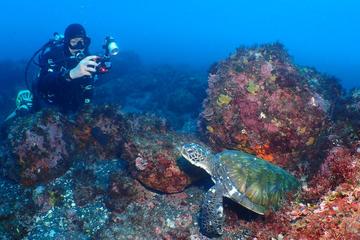 Fun Diving at Remote Island in Tokyo (2 Dives)