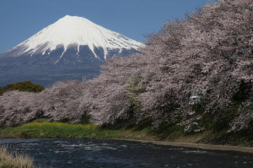 Private 7-Day Japan by Car: Tokyo, Mt. Fuji, Kyoto, Osaka