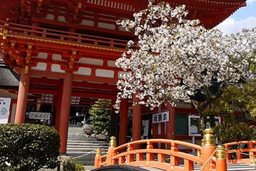 Seasonal Tour: Kyoto Cherry Blossom Viewing Tour by Bus