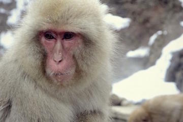 See Snow Monkeys on a Private Day Trip from Tokyo by Bullet Train