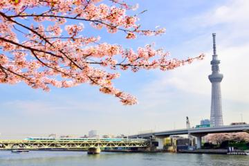 Tokyo: Cherry Blossom 'Sakura' Viewing Tour by Bus including Lunch