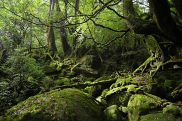 Trekking Tour of Shiratani-Unsuikyo