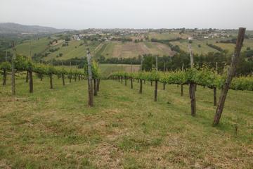 Full-Day Wine Tasting Tour in the Province of Avellino