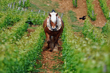 Full Day Private Tour - Wine Tasting Including 6 Grands Crus - The Best of Burgundy