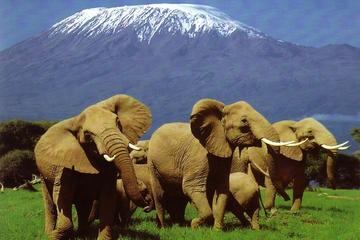 2 Days Amboseli Safari