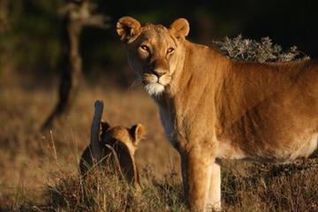 Ol Pejeta Wildlife Conservancy Day Trip from Nairobi