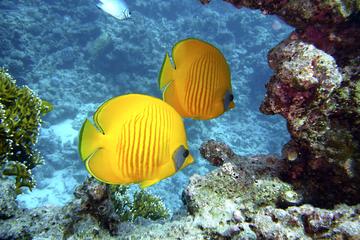Sindbad Submarine Tour in Hurghada