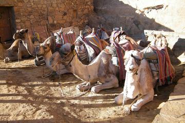 Small-Group Camel Market Day Tour from Cairo