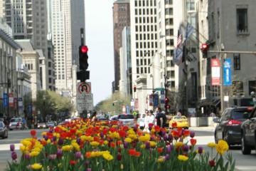 Downtown Walking Tour of Chicago