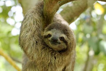 Rainforest Eco Tour