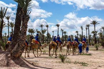 Camel ride in Marrakech palm grove