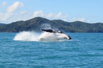 Whitsundays Whale Watching Cruise from Airlie Beach