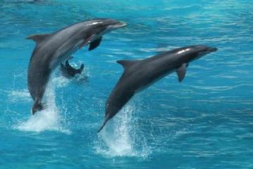 Dolphin Watch (2hours) :Muscat Tours