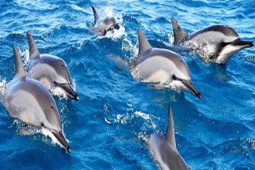 Dolphin watching and Snorkeling Combined tour from Muscat