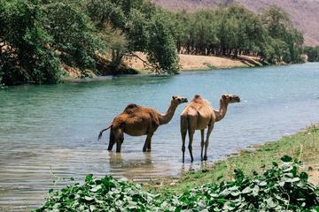 East Jewels of Salalah with Wadi Darbat :Oman Shore excurions