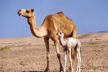 Wahiba Sands&Wadi Bani Khalid desert Safari(Muscat tours)
