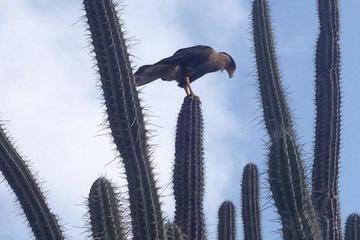 Aruba Small-Group Hiking Tour