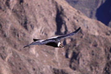 2 Day Colca Canyon Tour Group Service