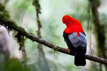 3 Day Manu Cloud Forest