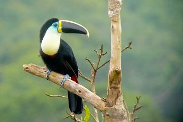 4 Day Manu Bird Watchers Paradise