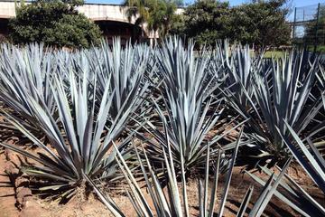 Private Tour: Tequila Cultural Day Trip from Puerto Vallarta