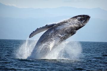 Private Whale Watching with a Biologist