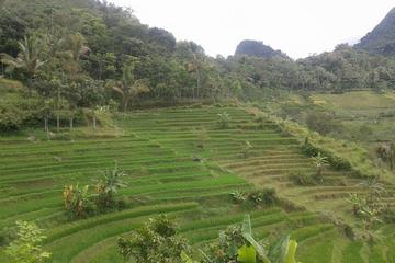 Java Village and Temple Tour from Borobudur