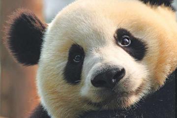 Day Tour to Panda Base & Enjoy Chengdu's life by Taxi