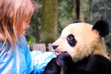 Half Day Tour for Holding the Panda